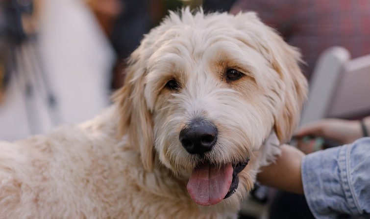 Goodendoodle Dog at Stonebridge Manor by Wedgewood Weddings