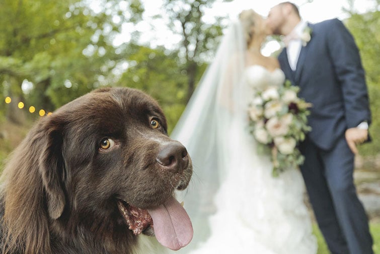 Boulder Creek by Wedgewood Weddings: Alexia and Henry invited their best friend to join on their most special day