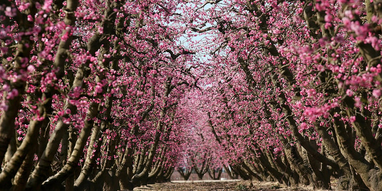 Fresno County Blossom Trail