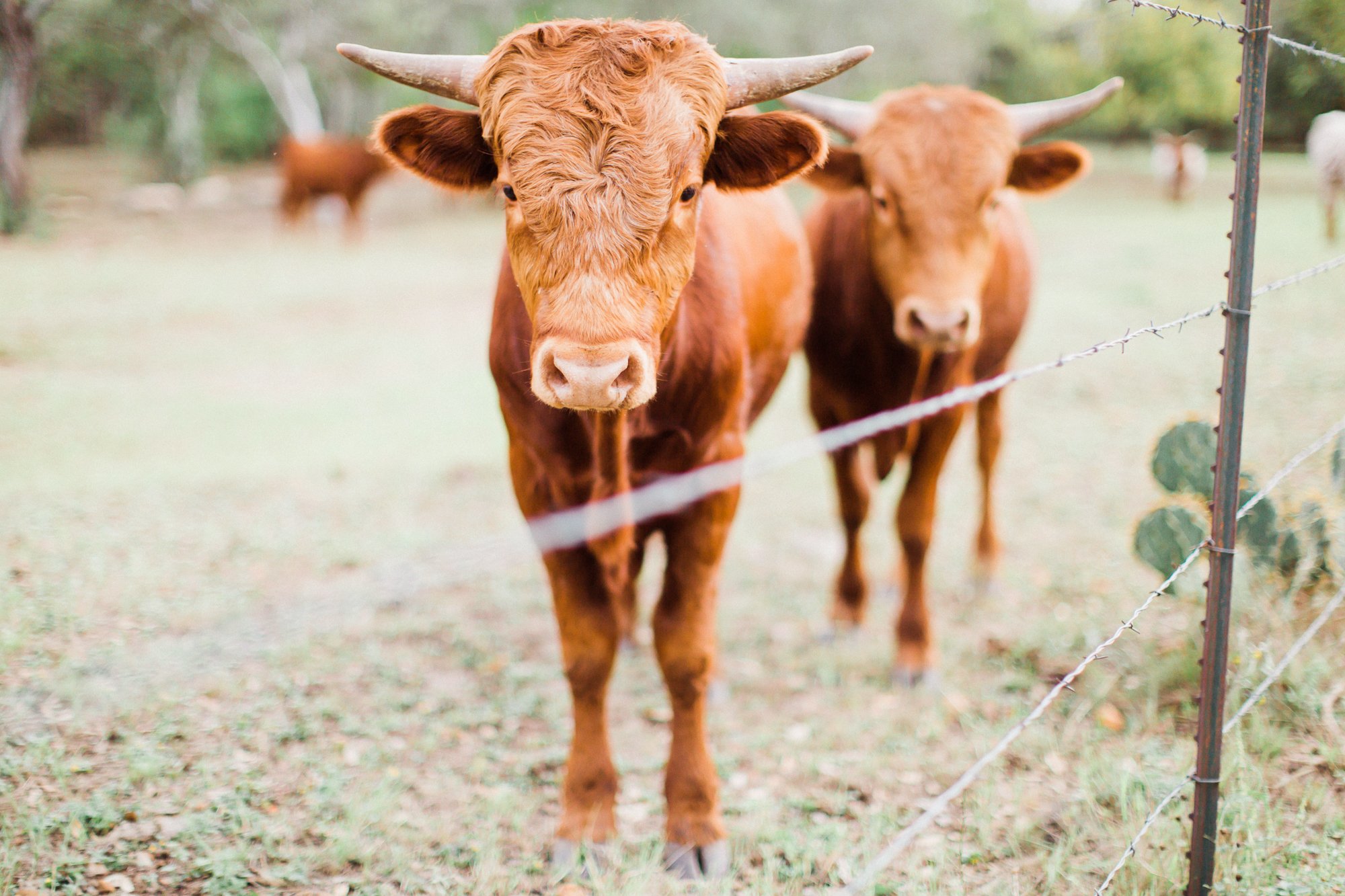 Meet Our Friendly Hofmann Ranch VIBs