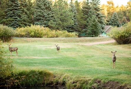 Mountain View Ranch | Wedding Venue - Pine, CO | Wedgewood Weddings